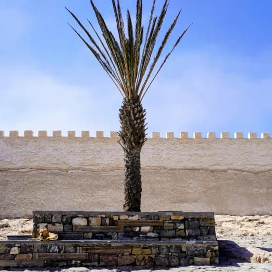 A lone argan tree in the Moroccan desert